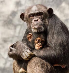 Día Mundial del Chimpancé